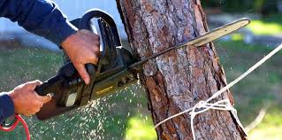 How Our Tree Care Process Works  in  Ben Wheeler, TX