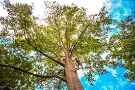 Best Arborist Consultation Services  in Ben Wheeler, TX