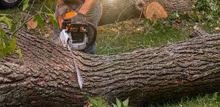 Best Tree Health Inspection  in Ben Wheeler, TX