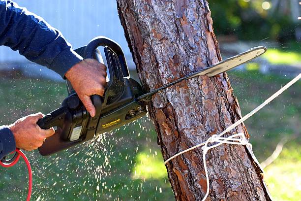 Best Storm Damage Tree Cleanup  in Ben Wheeler, TX