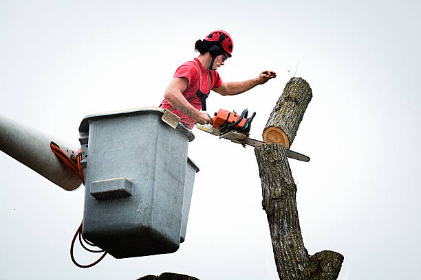 Best Hazardous Tree Removal  in Ben Wheeler, TX