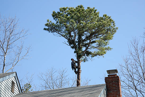 Best Tree Disease Treatment  in Ben Wheeler, TX