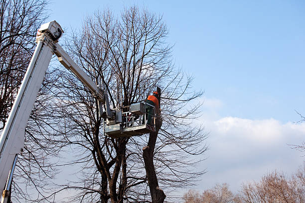 Best Tree Mulching  in Ben Wheeler, TX