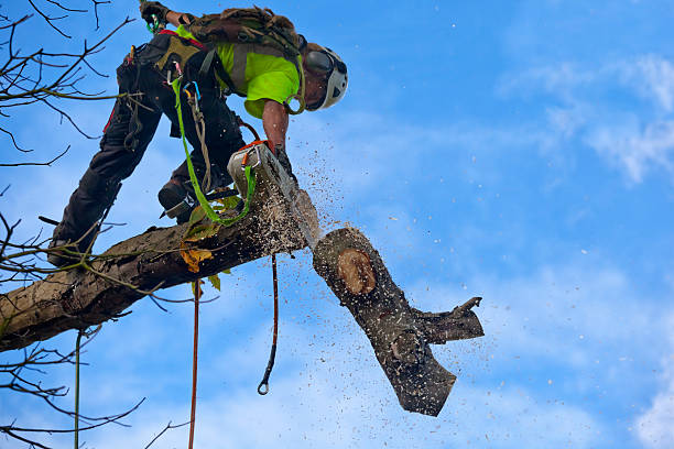 Best Stump Grinding and Removal  in Ben Wheeler, TX