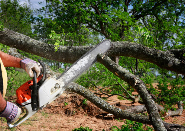 Best Palm Tree Trimming  in Ben Wheeler, TX